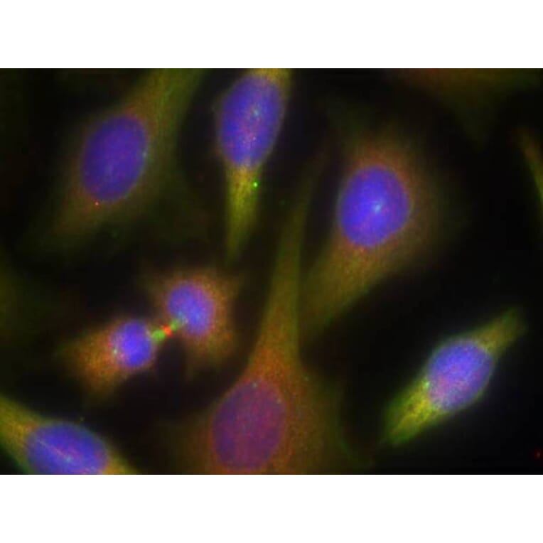 Immunofluorescence - PKR (Ab-451) Antibody from Signalway Antibody (21282) - Antibodies.com