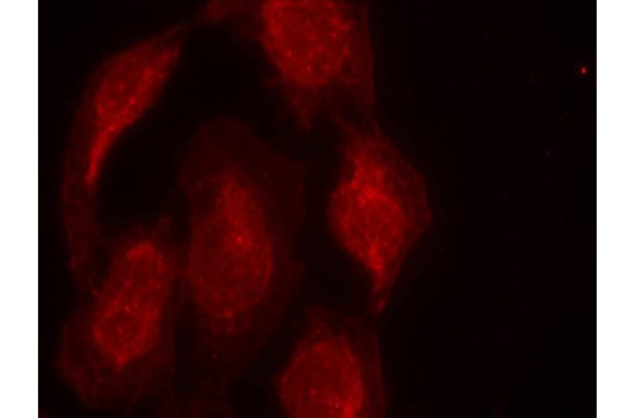 Immunofluorescence - CDK6 (Ab-13) Antibody from Signalway Antibody (21542) - Antibodies.com