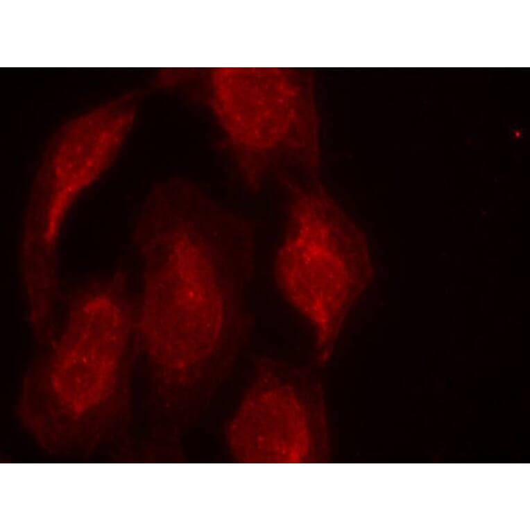 Immunofluorescence - CDK6 (Ab-13) Antibody from Signalway Antibody (21542) - Antibodies.com