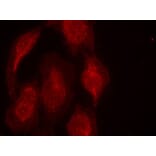 Immunofluorescence - CDK6 (Ab-13) Antibody from Signalway Antibody (21542) - Antibodies.com
