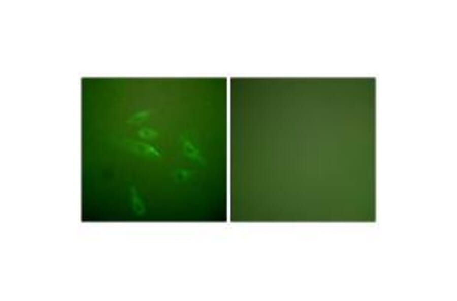 Immunofluorescence - Collagen III Antibody from Signalway Antibody (33341) - Antibodies.com