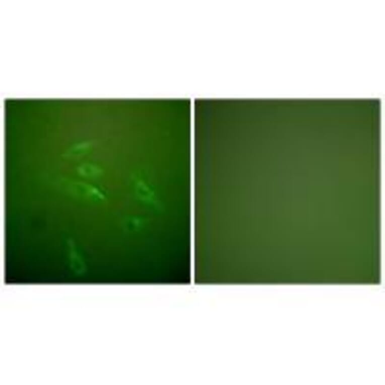 Immunofluorescence - Collagen III Antibody from Signalway Antibody (33341) - Antibodies.com