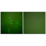 Immunofluorescence - Collagen III Antibody from Signalway Antibody (33341) - Antibodies.com