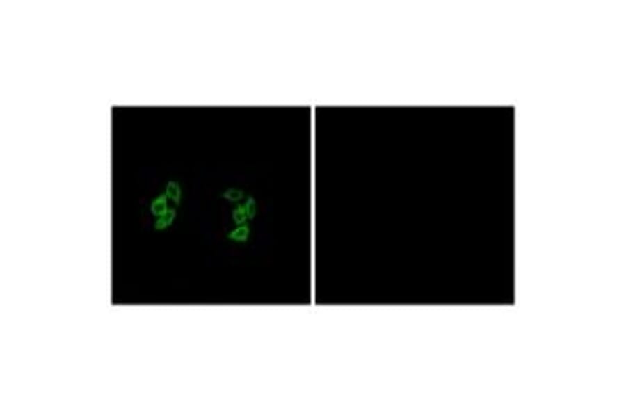 Immunofluorescence - CKI-α1/L Antibody from Signalway Antibody (33969) - Antibodies.com