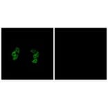 Immunofluorescence - CKI-α1/L Antibody from Signalway Antibody (33969) - Antibodies.com