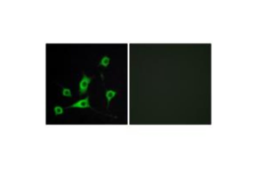 Immunofluorescence - CRBP III Antibody from Signalway Antibody (33839) - Antibodies.com