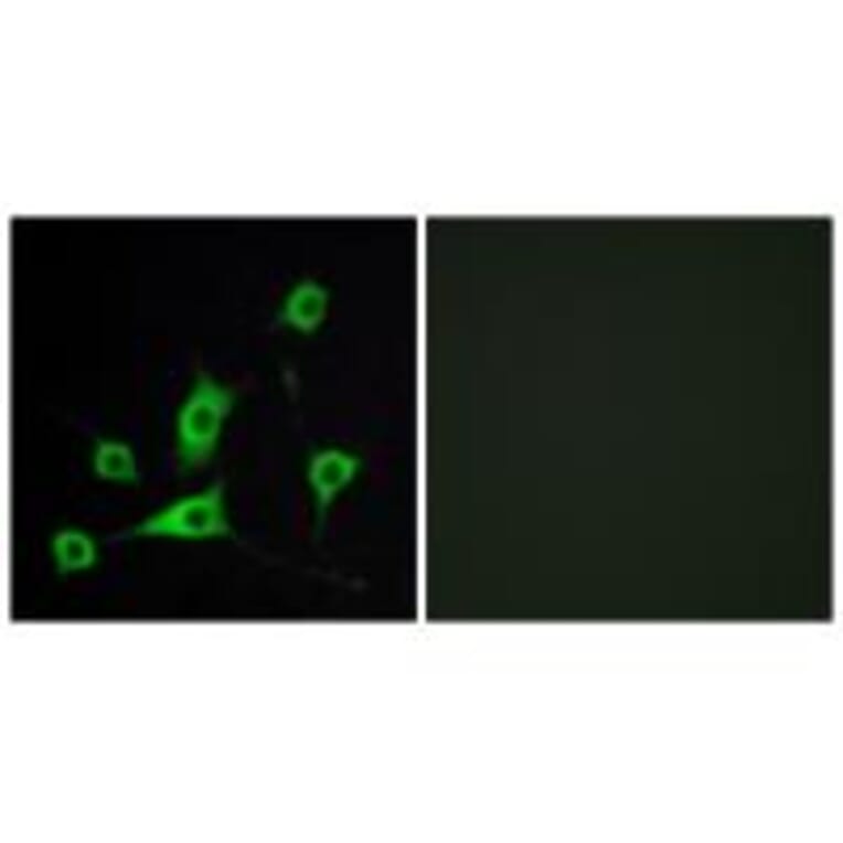 Immunofluorescence - CRBP III Antibody from Signalway Antibody (33839) - Antibodies.com