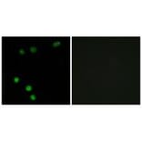 Immunofluorescence - TP53INP2 Antibody from Signalway Antibody (33963) - Antibodies.com