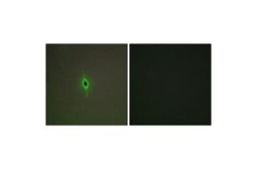 Immunofluorescence - 5-HT-2C Antibody from Signalway Antibody (34151) - Antibodies.com