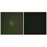 Immunofluorescence - 5-HT-2C Antibody from Signalway Antibody (34151) - Antibodies.com