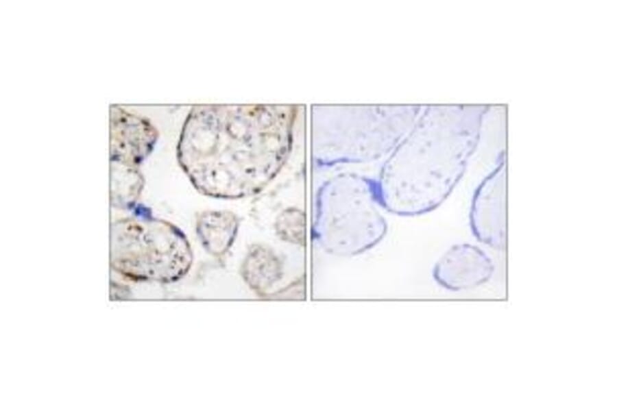 Immunohistochemistry - STEAP4 Antibody from Signalway Antibody (33933) - Antibodies.com