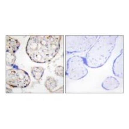 Immunohistochemistry - STEAP4 Antibody from Signalway Antibody (33933) - Antibodies.com