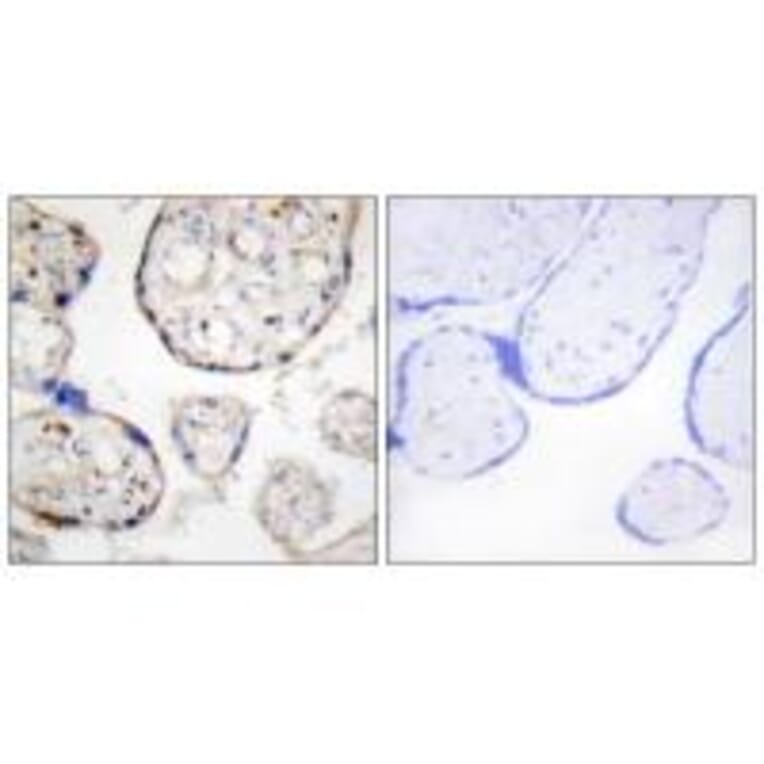 Immunohistochemistry - STEAP4 Antibody from Signalway Antibody (33933) - Antibodies.com