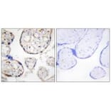 Immunohistochemistry - STEAP4 Antibody from Signalway Antibody (33933) - Antibodies.com