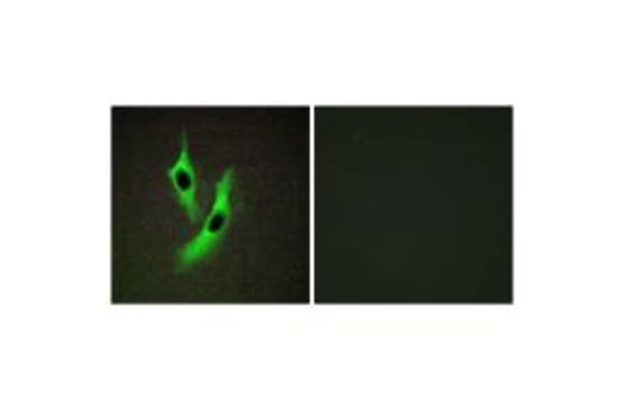 Immunofluorescence - STEAP4 Antibody from Signalway Antibody (33933) - Antibodies.com