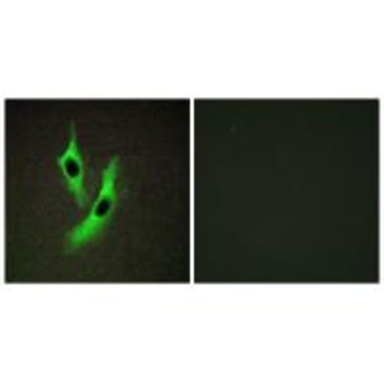 Immunofluorescence - STEAP4 Antibody from Signalway Antibody (33933) - Antibodies.com