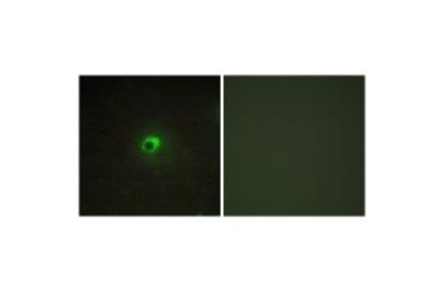Immunofluorescence - ACTR-1C Antibody from Signalway Antibody (33973) - Antibodies.com