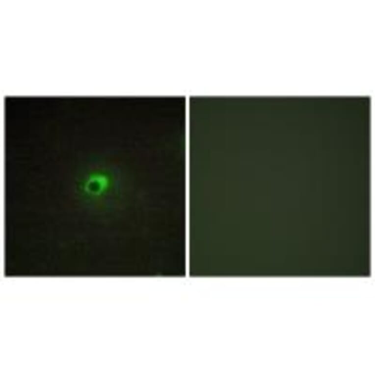Immunofluorescence - ACTR-1C Antibody from Signalway Antibody (33973) - Antibodies.com