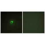Immunofluorescence - ACTR-1C Antibody from Signalway Antibody (33973) - Antibodies.com