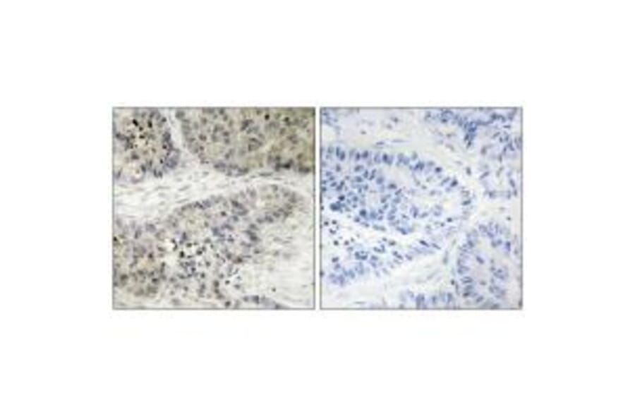 Immunohistochemistry - MAPK15 Antibody from Signalway Antibody (33988) - Antibodies.com