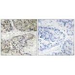 Immunohistochemistry - MAPK15 Antibody from Signalway Antibody (33988) - Antibodies.com