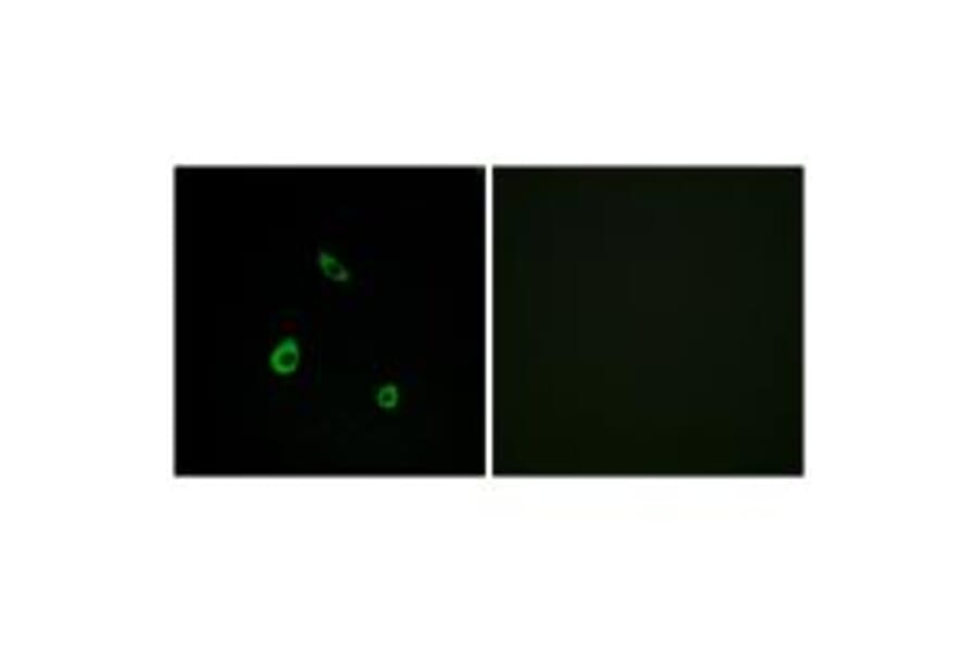 Immunofluorescence - MAPK15 Antibody from Signalway Antibody (33988) - Antibodies.com