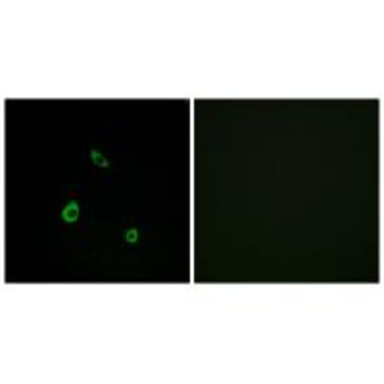 Immunofluorescence - MAPK15 Antibody from Signalway Antibody (33988) - Antibodies.com