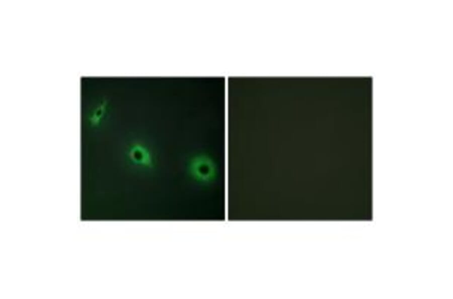 Immunofluorescence - CELSR3 Antibody from Signalway Antibody (34198) - Antibodies.com