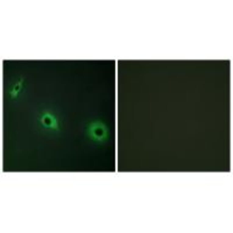 Immunofluorescence - CELSR3 Antibody from Signalway Antibody (34198) - Antibodies.com