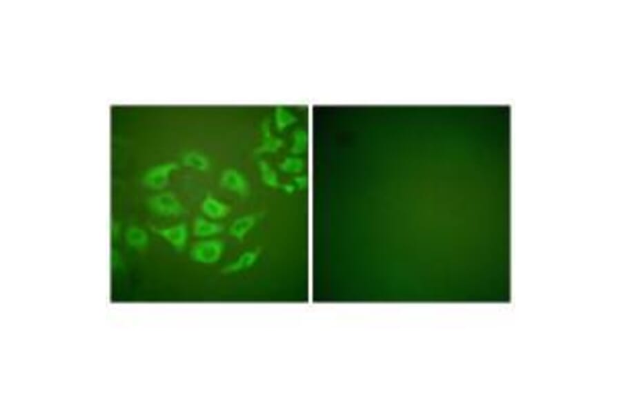 Immunofluorescence - MMP-10 Antibody from Signalway Antibody (33435) - Antibodies.com