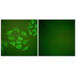 Immunofluorescence - MMP-10 Antibody from Signalway Antibody (33435) - Antibodies.com