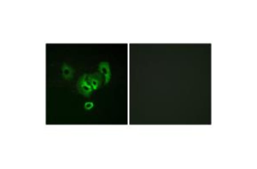 Immunofluorescence - STEA2 Antibody from Signalway Antibody (33979) - Antibodies.com