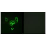 Immunofluorescence - STEA2 Antibody from Signalway Antibody (33979) - Antibodies.com