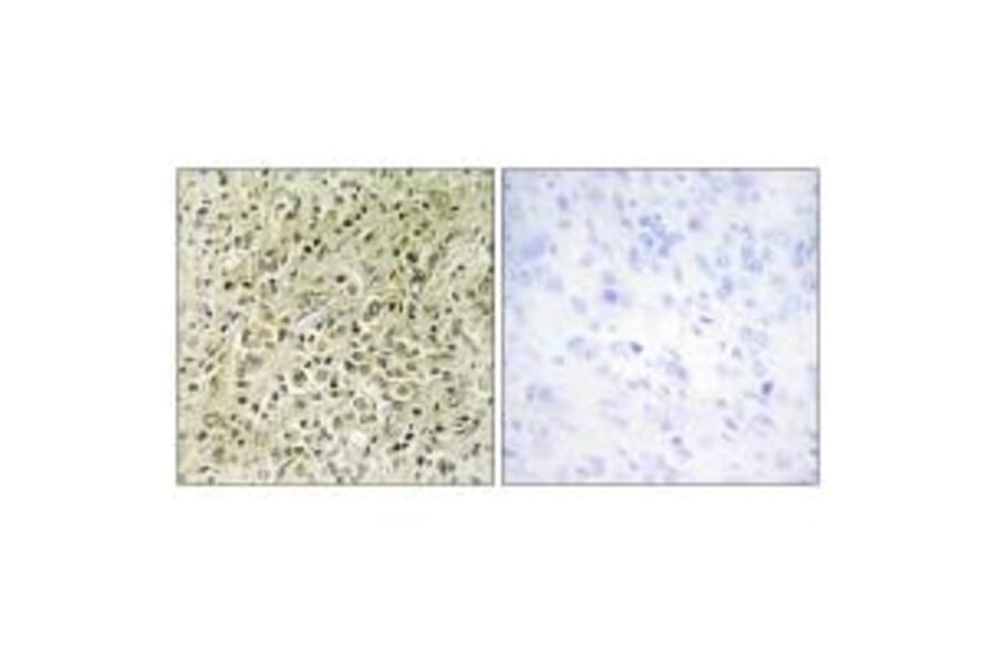 Immunohistochemistry - RHG07 Antibody from Signalway Antibody (34035) - Antibodies.com