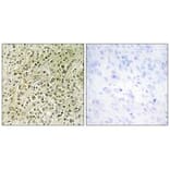 Immunohistochemistry - RHG07 Antibody from Signalway Antibody (34035) - Antibodies.com