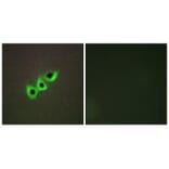 Immunofluorescence - RHG07 Antibody from Signalway Antibody (34035) - Antibodies.com