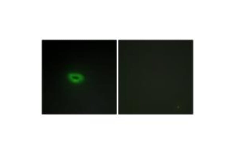 Immunofluorescence - ECRG4 Antibody from Signalway Antibody (34059) - Antibodies.com