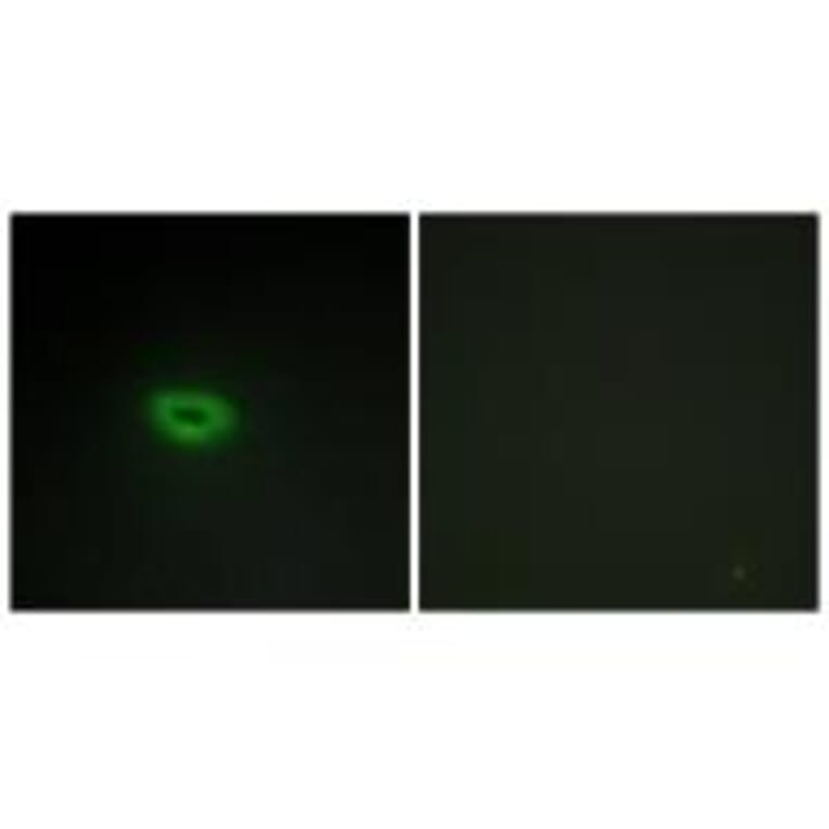 Immunofluorescence - ECRG4 Antibody from Signalway Antibody (34059) - Antibodies.com