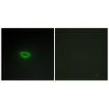Immunofluorescence - ECRG4 Antibody from Signalway Antibody (34059) - Antibodies.com