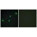 Immunofluorescence - CDCA4 Antibody from Signalway Antibody (34193) - Antibodies.com