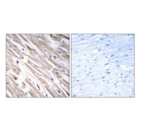 Immunohistochemistry - FGF18 Antibody from Signalway Antibody (34247) - Antibodies.com