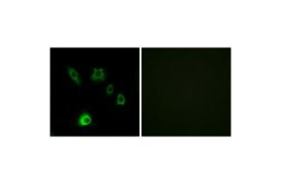 Immunofluorescence - FGF18 Antibody from Signalway Antibody (34247) - Antibodies.com