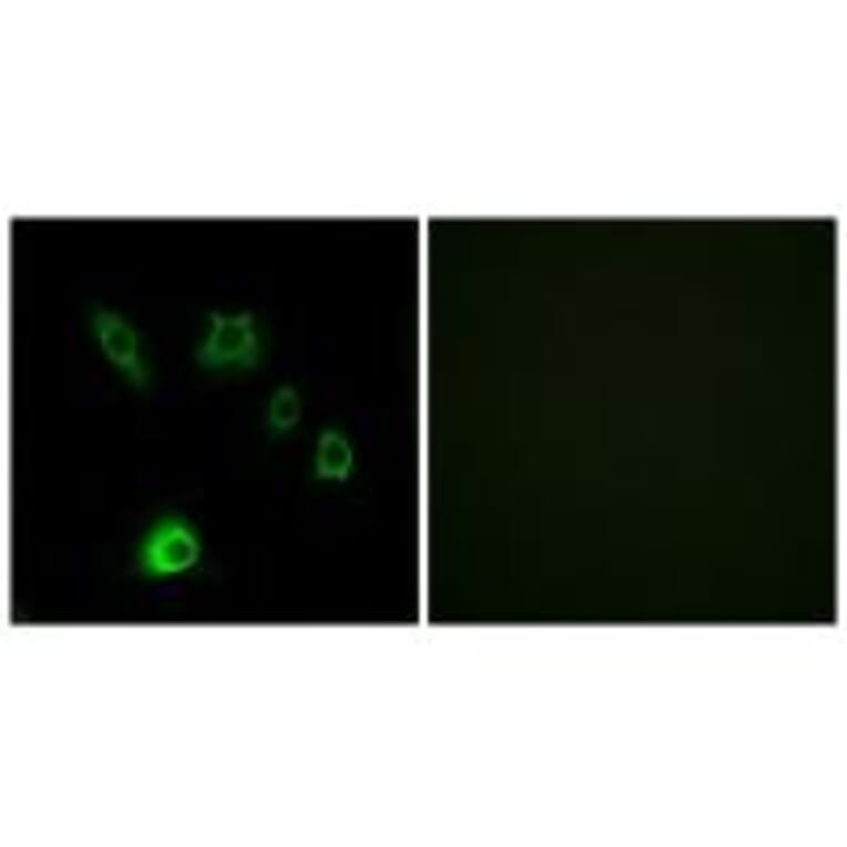 Immunofluorescence - FGF18 Antibody from Signalway Antibody (34247) - Antibodies.com