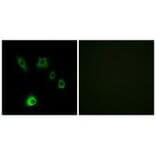 Immunofluorescence - FGF18 Antibody from Signalway Antibody (34247) - Antibodies.com