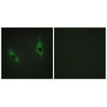 Immunofluorescence - LAMB3 Antibody from Signalway Antibody (34278) - Antibodies.com