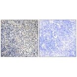 Immunohistochemistry - TPIP1 Antibody from Signalway Antibody (34300) - Antibodies.com