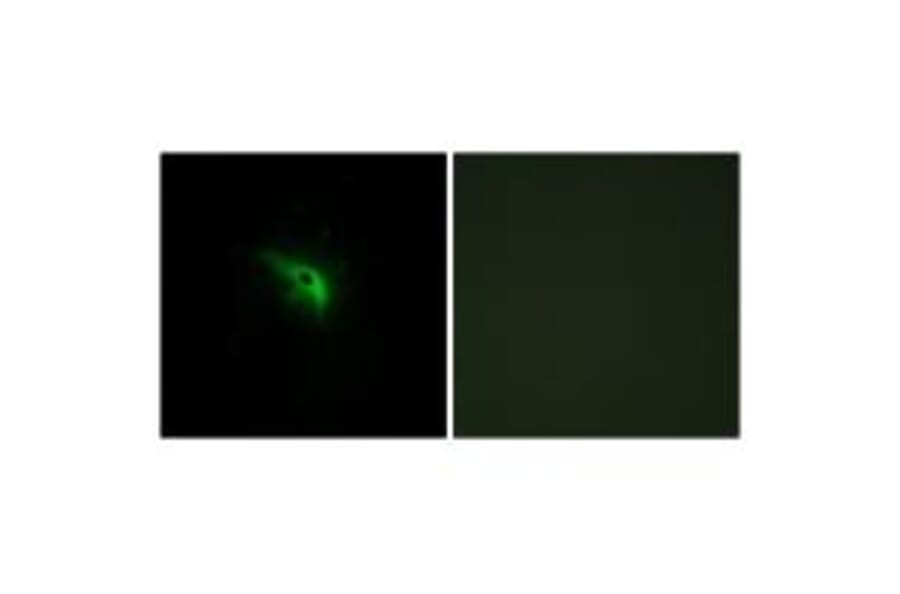 Immunofluorescence - TPIP1 Antibody from Signalway Antibody (34300) - Antibodies.com