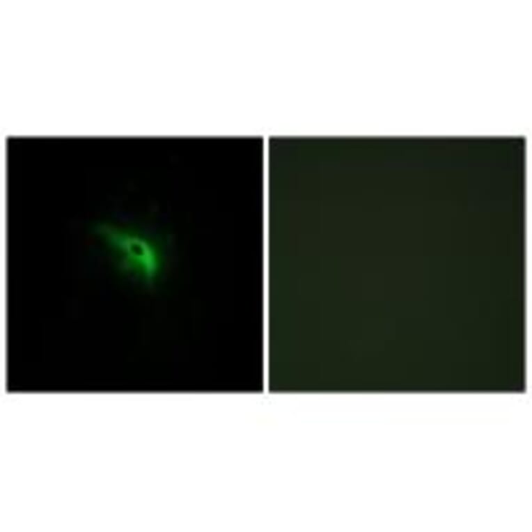 Immunofluorescence - TPIP1 Antibody from Signalway Antibody (34300) - Antibodies.com