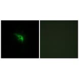 Immunofluorescence - TPIP1 Antibody from Signalway Antibody (34300) - Antibodies.com