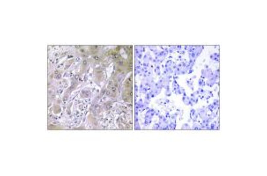 Immunohistochemistry - ACOT12 Antibody from Signalway Antibody (34380) - Antibodies.com